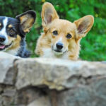 twice as nice:  koby + gardener