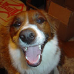 Dewey The Wonder Dog