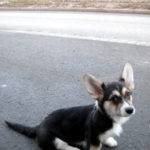 Nala, First International Corgi!
