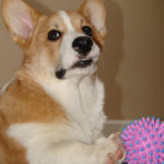 Sparky