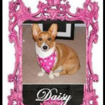 Daisy