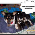 Cody, Shasta and The Kids