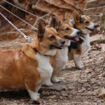 Chloe, Penny and Piper