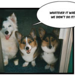 Thrice as nice:  Clover, Farley & Mia