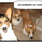 Lucy, Corky & Dixie