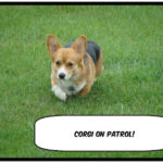 Cooper