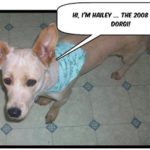 Hailey