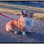 Special Saturday Dog Of The Day:  Herman The Hero