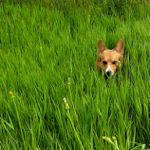 flickr fun:  Pembroke Welsh Corgi in Meadow