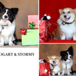Your Christmas Corgi Photos — Day Three