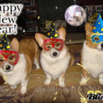 Happy New Year!