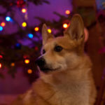 Your Christmas Corgi Photos — Final Day!