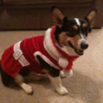 Your Christmas Corgi Photos — Day Five