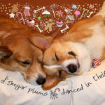 Christmas Photos … sneak preview!
