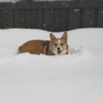 Sunday Snow Dogs!
