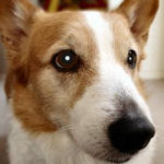 In Memoriam:  Arlo