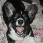Saturday Smiler:  Clio!