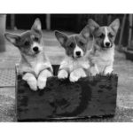 Anatomy of Corgi Puppy Cuteness 101