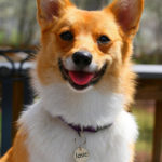 Josie