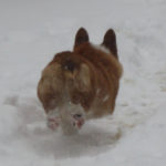 Snow Dogs Sunday