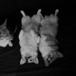 Belly Cam!