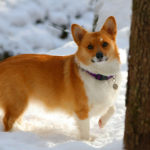Snow Dogs Sunday