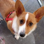 This Corgi needs YOUR vote — TODAY!