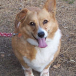Chappy and Blaze looking for a new home!