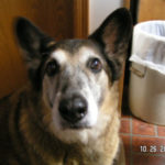 In Memoriam:  Bogey’s Story