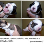 Syd & Breezy’s Babies