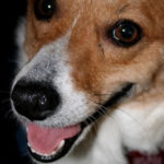 Rescue spotlight:  RUBY is a wee jewel!