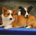 Scout & Spencer
