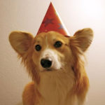 The Daily Corgi’s going on a birthday break …
