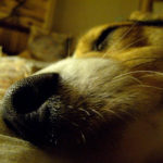 Saturday Smiler:  Tootsie Roll!