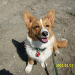 Got the itches for the Corgi britches?