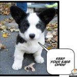 Boomer says …