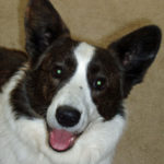 Saturday Smiler:  Chase
