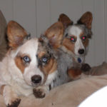 Clyde and Saffir