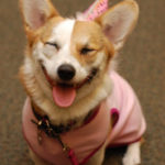 DAY ONE STATS:  $51.87 for CorgiAid + two dozen calendar dogs!