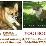 Two Missing Corgis in Fountain Inn, SC — can you help?