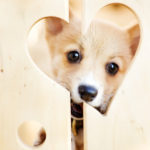 Buttercup