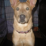 Corgis on Dogster Available for Adoption/Rescue
