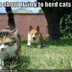 Cat herding?  Not so fast …