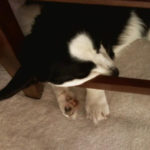 Corgi sleeping position #295 …