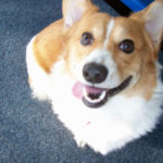 Saturday Smiler:  Miss Dixie