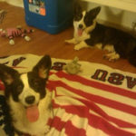 More pics of The Norm, and meet his sister Rosie!