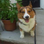 GOOD NEWS UPDATE re: PUMPKIN!