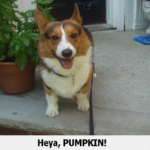 Pumpkin needs some Corgi People Power!