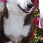 MISSING CORGI ALERT:  Gainesville, Florida