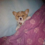 Sweet zzzzz’s, Corgi friends …